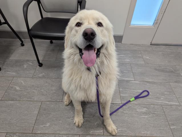  - Male - Great Pyrenees