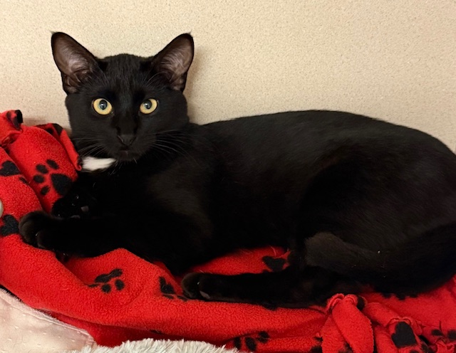 Joan - Female - Domestic SH