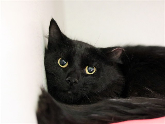 Boysenberry - Male - Domestic MH