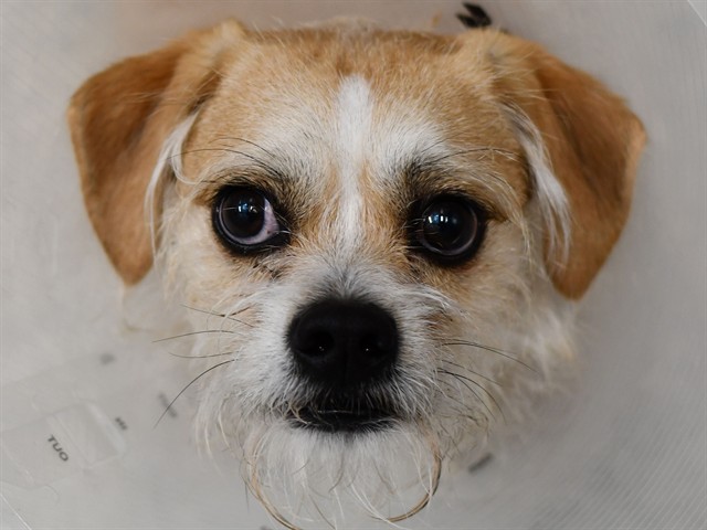 Parker - Male - Border Terrier-Mix