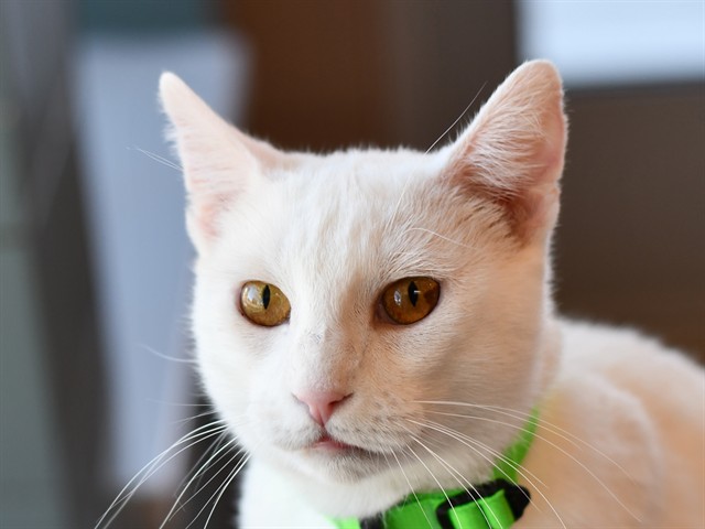 Avi - Female - Domestic SH