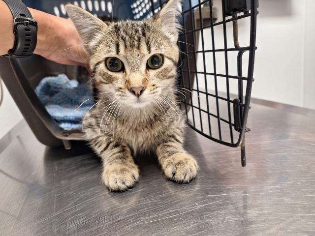 - Male - Domestic MH