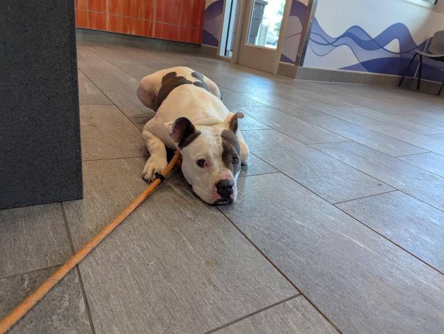  - Female - Pit Bull-Mix