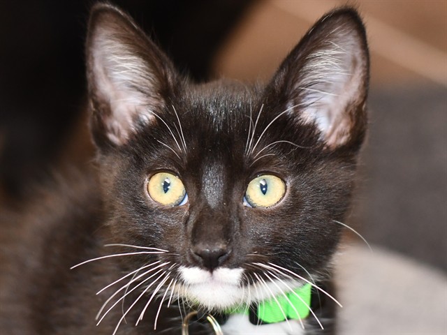 Calla - Female - Domestic SH