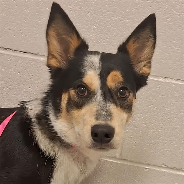  - Female - Australian Cattle Dog