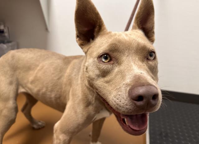  - Female - Pit Bull