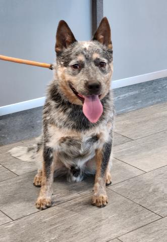  - Male - Australian Cattle Dog