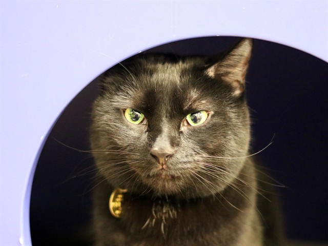 Beans - Male - Domestic SH