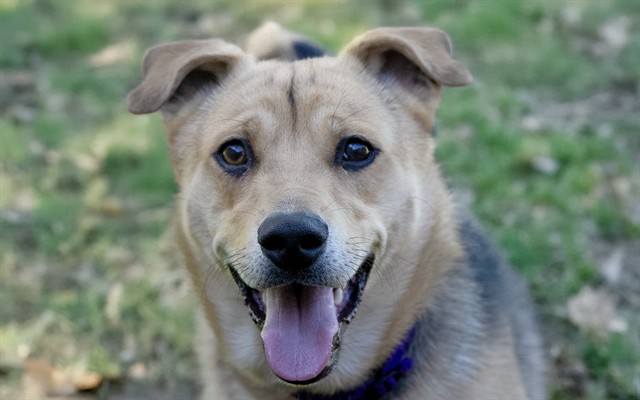 Luka - Male - Nonspecific