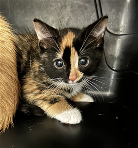  - Female - Domestic SH