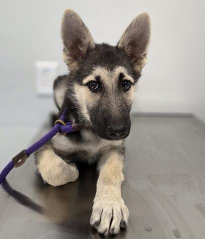  - Female - German Shepherd-Mix