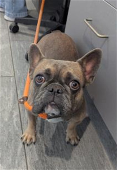  - Female - French Bulldog