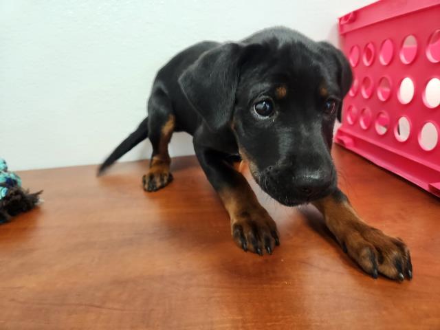 Stoat - Female - Rottweiler-Pit Bull