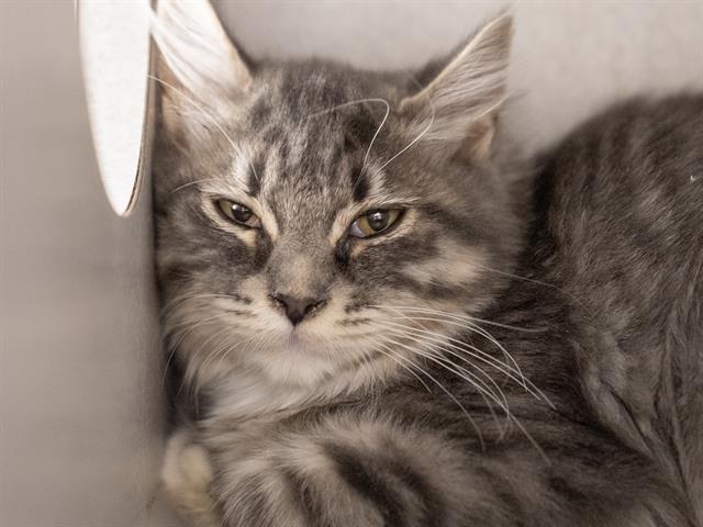 Greenbean - Female - Domestic MH