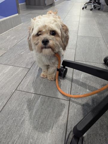  - Male - Toy Poodle