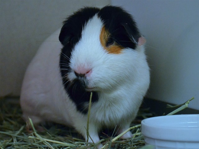 Loyla - Female - Guinea Pig
