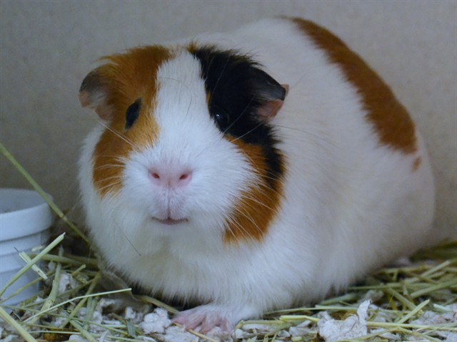 Bugle - Female - Guinea Pig