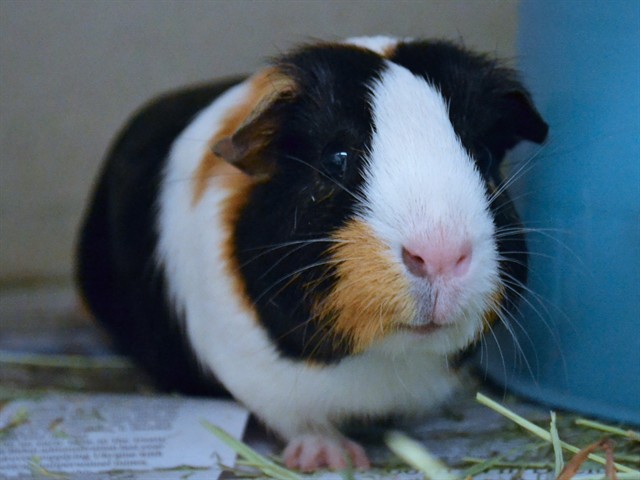 Bucket - Female - Guinea Pig