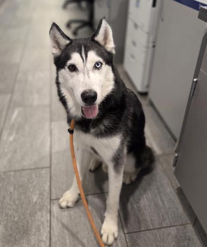 - Male - Siberian Husky