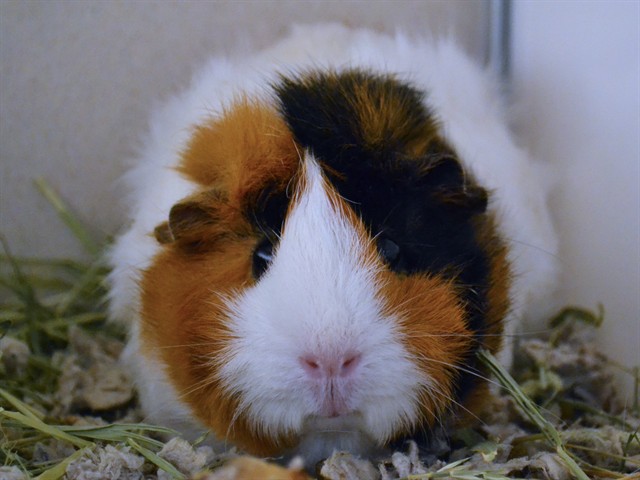 Burrito - Female - Guinea Pig