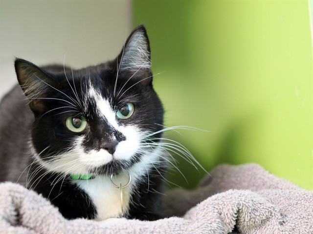 Chapata - Female - Domestic SH