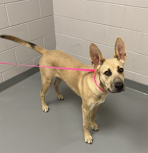 Eowyn - Female - German Shepherd-Mix