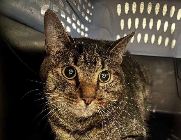 Thomas - Male - Domestic SH