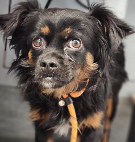  - Male - Pug-Mix