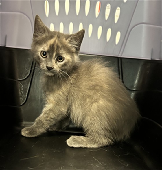  - Female - Domestic SH