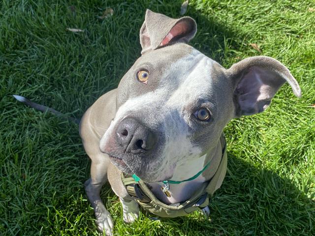Keely - Female - Pit Bull