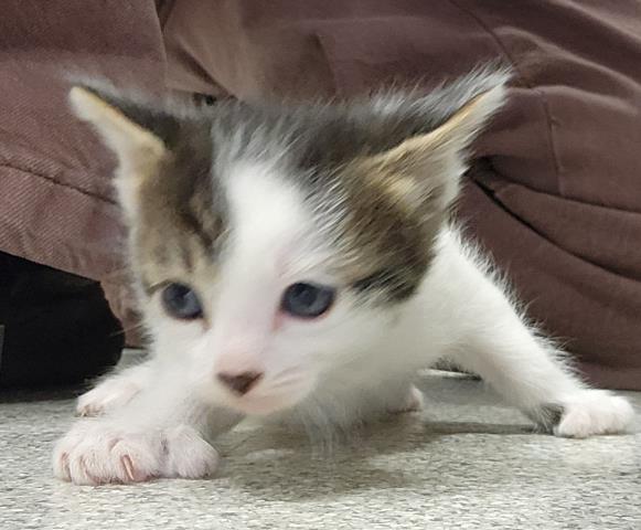  - Female - Domestic SH