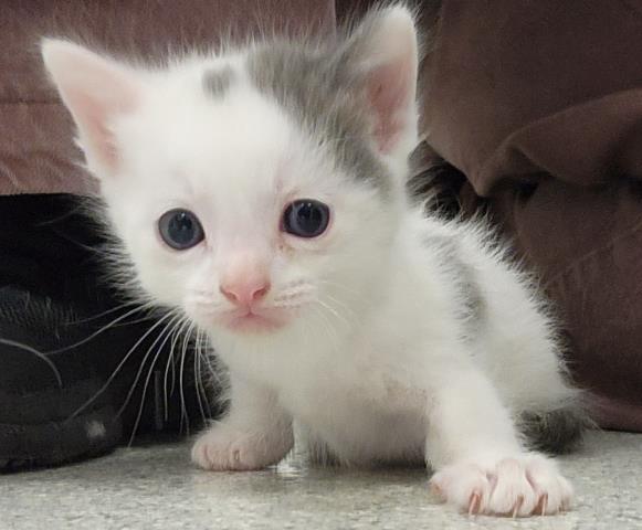  - Male - Domestic SH
