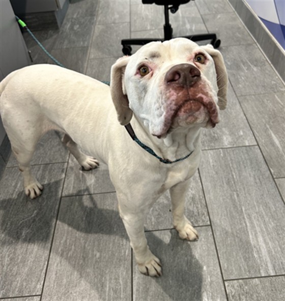  - Male - Boxer