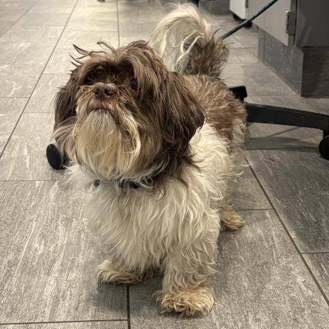  - Male - Shih Tzu-Mix
