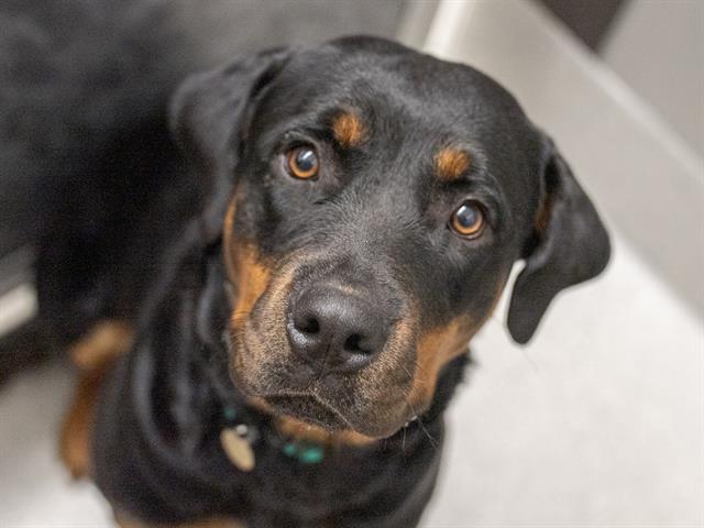 Harley - Female - Rottweiler