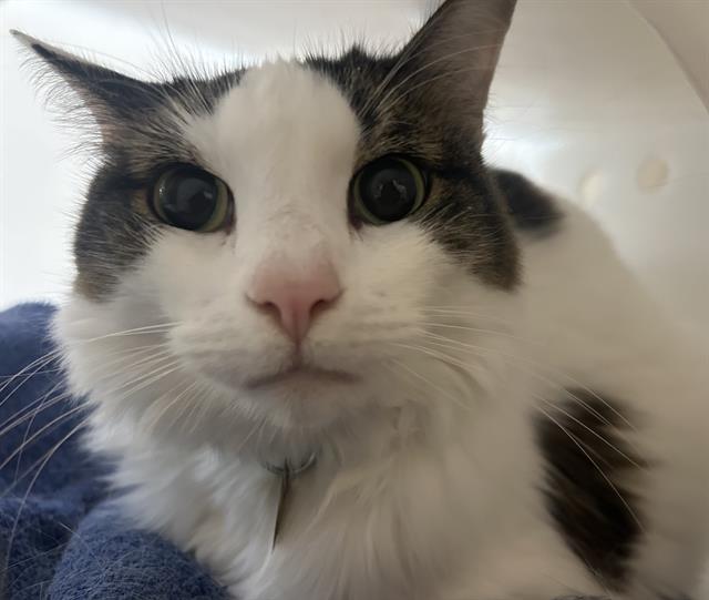 Ash - Female - Domestic SH