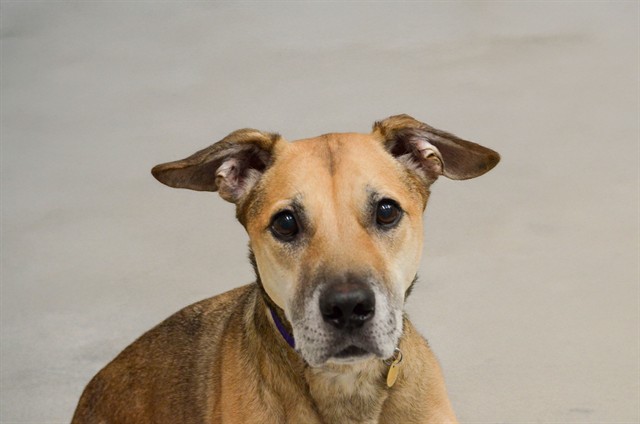 Spicy - Male - German Shepherd-Labrador Retriever