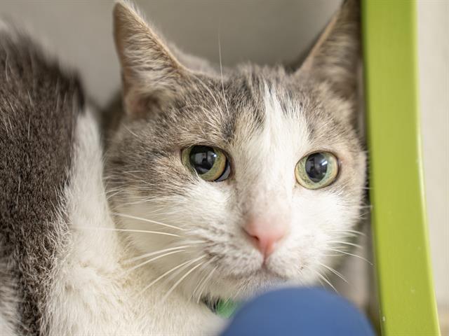 Bluebell - Female - Domestic SH
