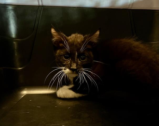 Labow - Male - Domestic SH