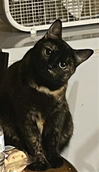 Binky - Female - Domestic SH