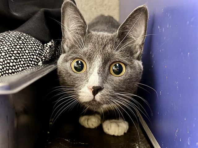 Gourd - Female - Domestic SH