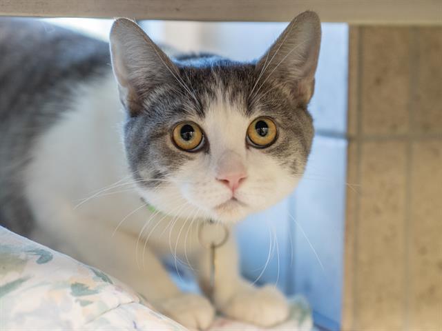 Candy - Female - Domestic SH