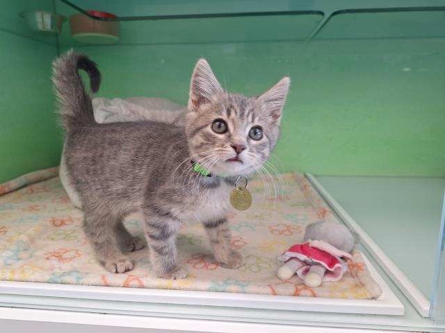 Sugarplum - Female - Domestic SH