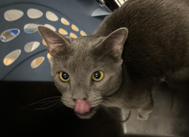 Mischief - Male - Russian Blue-Mix