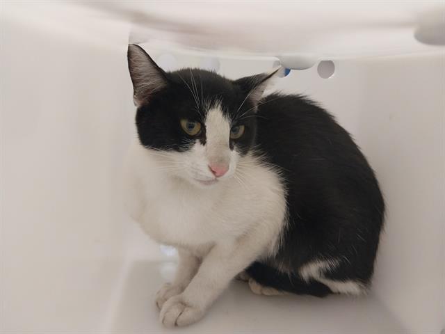 Auora - Female - Domestic SH-Mix