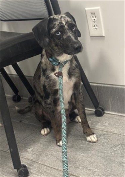 Marzipan - Female - Nonspecific