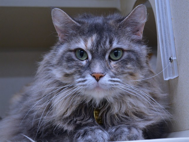 Zelda - Female - Domestic LH