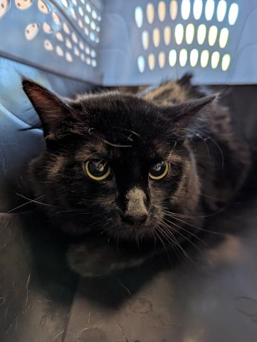 Anise - Male - Domestic MH
