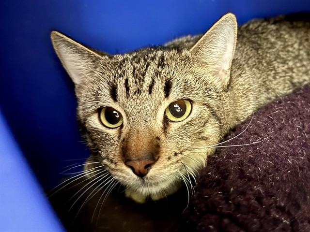 Timmy - Male - Domestic SH