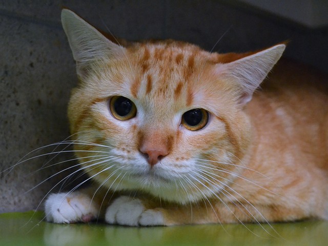 Simon - Male - Domestic SH